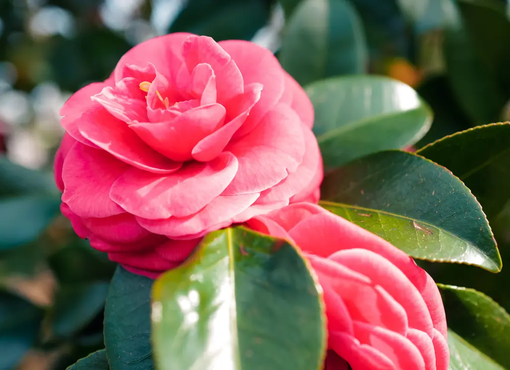 茶花 (2).webp