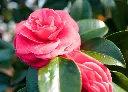 茶花 (2).webp
