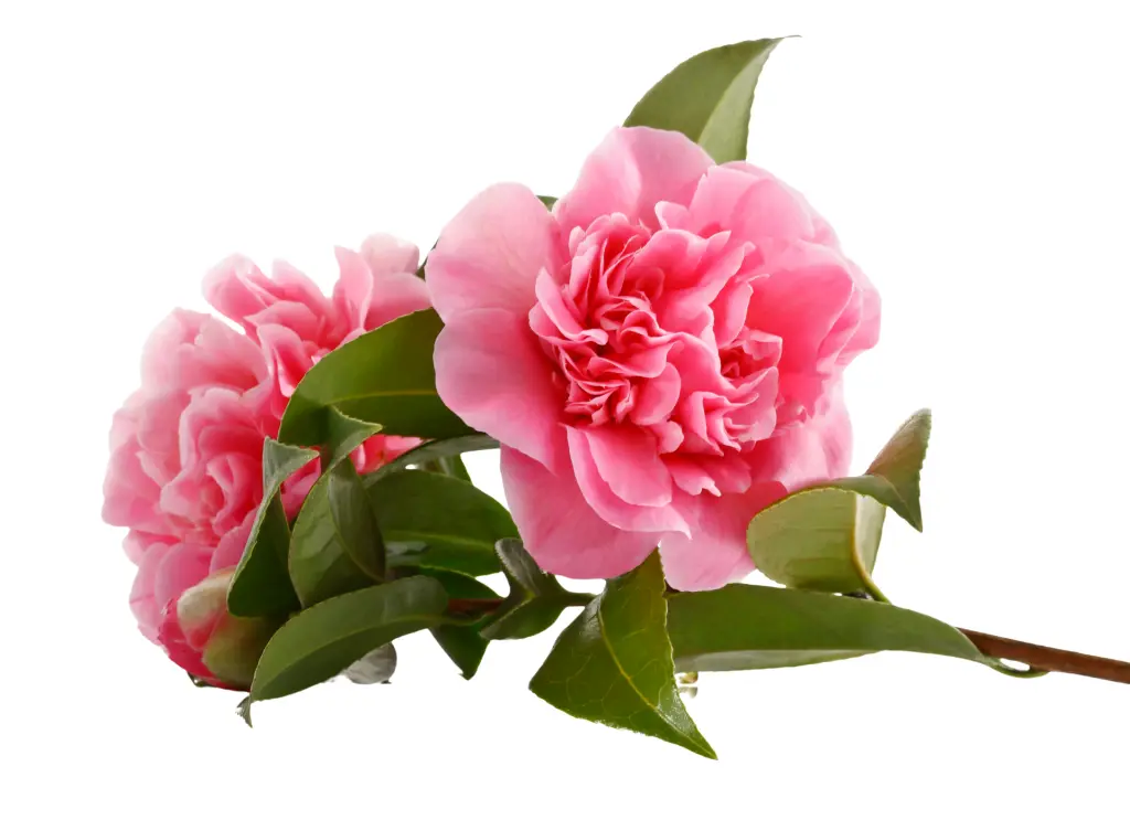 茶花 (3).webp