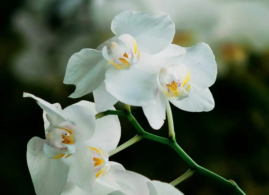 蝴蝶蘭 (2).webp