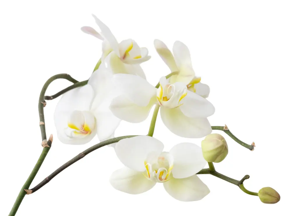 蝴蝶蘭 (3).webp
