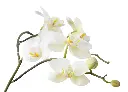 蝴蝶蘭 (3).webp