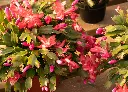 螃蟹蘭 (3).webp