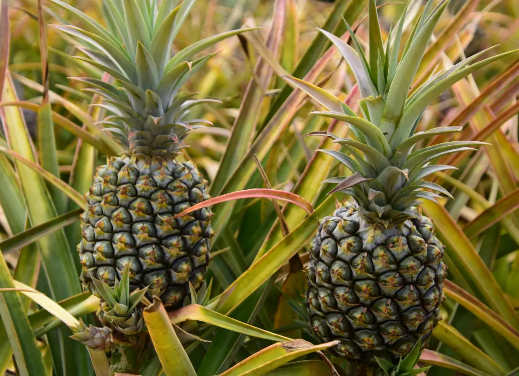 鳳梨.webp