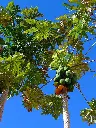 Carica_papaya_001.webp