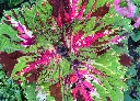 彩葉草 (2).webp