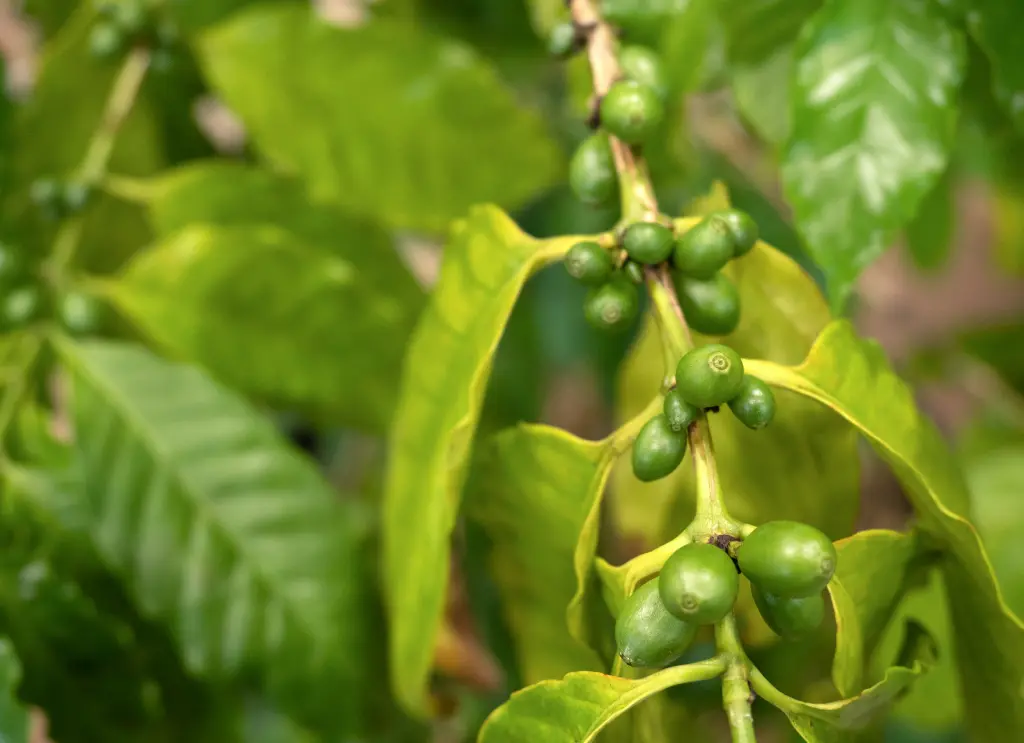 咖啡樹 (2).webp