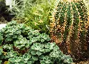 多肉植物.webp