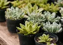 多肉植物 (3).webp