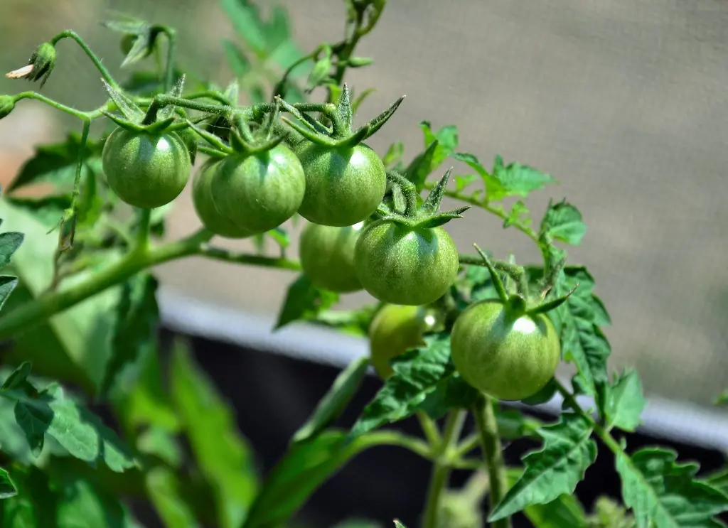 小番茄 (2).webp