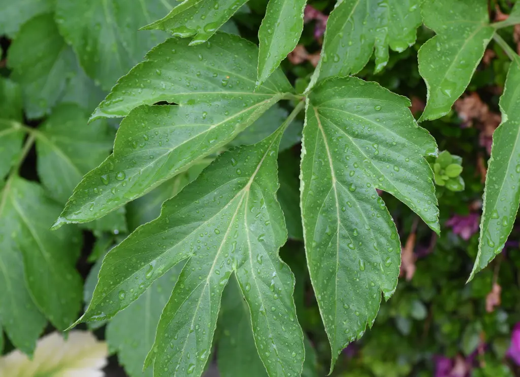 明日葉 (2).webp
