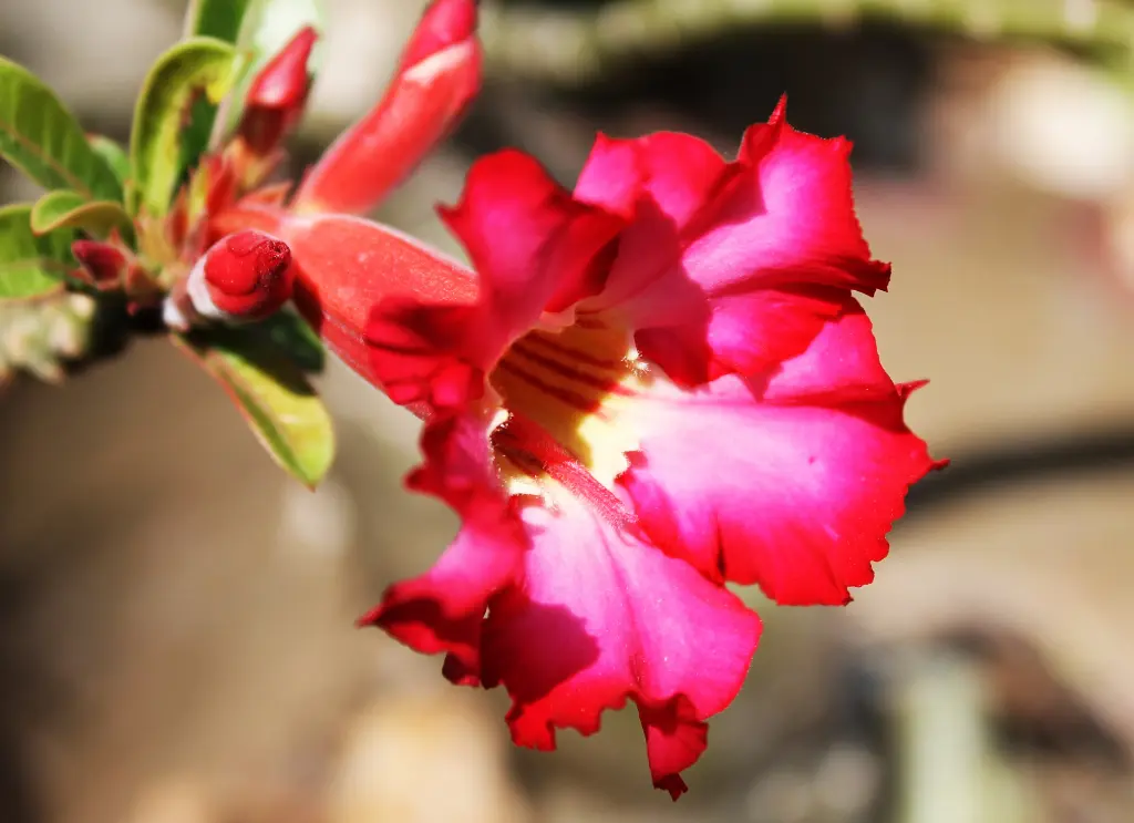 沙漠玫瑰 (2).webp