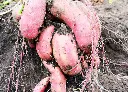 甘藷 (2).webp