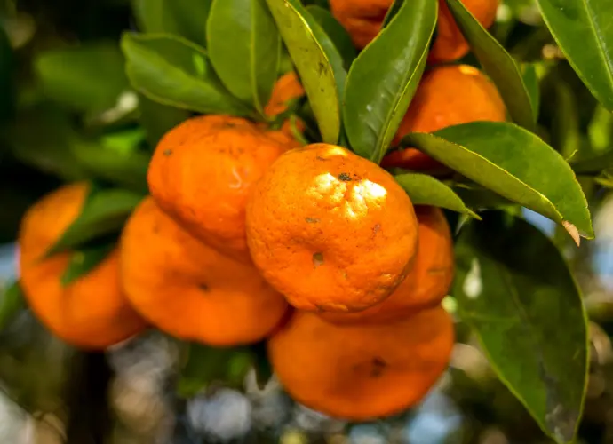 柑橘