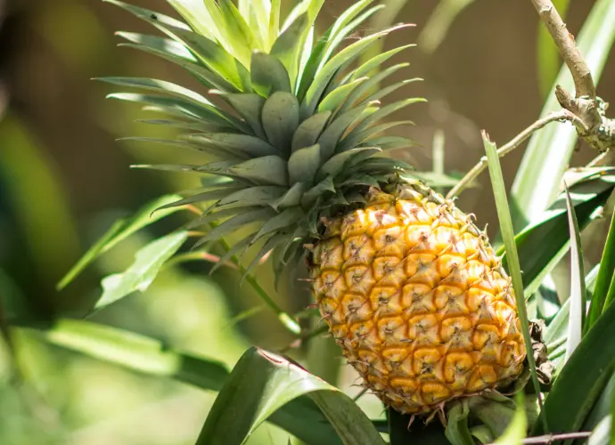 鳳梨