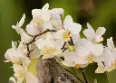 蝴蝶蘭
