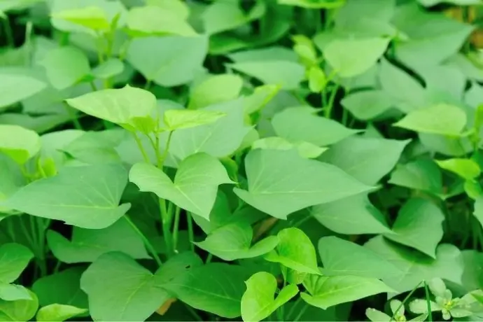 地瓜葉（番薯葉）