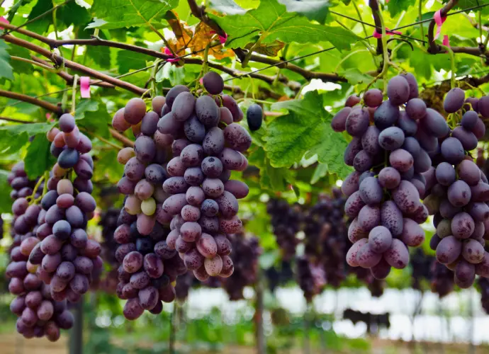 葡萄