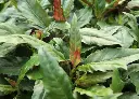 紅鳳菜