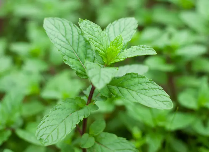 薄荷