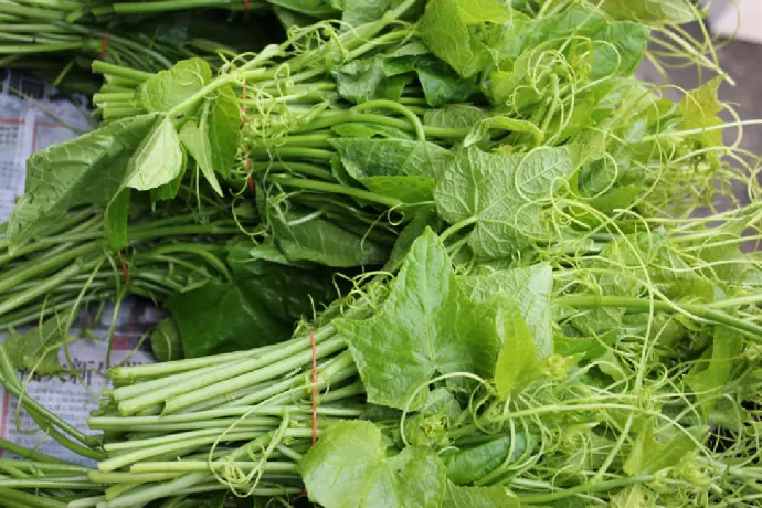 龍鬚菜(佛手瓜的幼嫩莖蔓)
