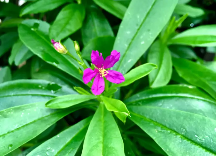 人參菜