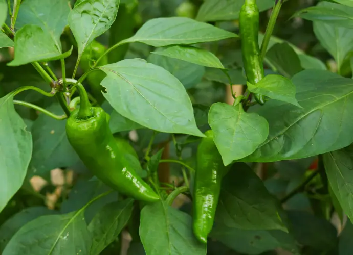 青辣椒