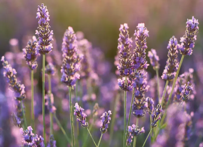 薰衣草