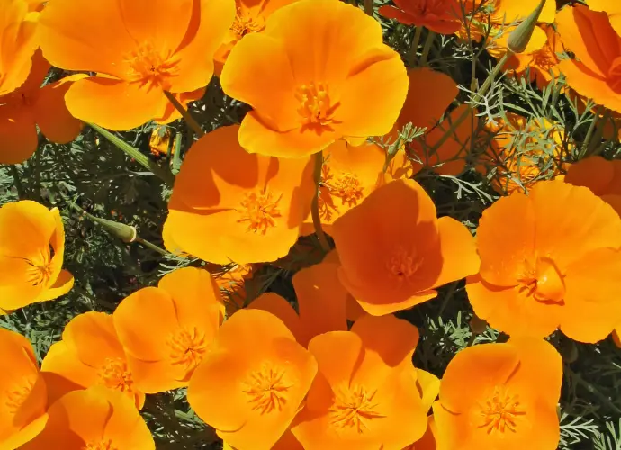 花菱草