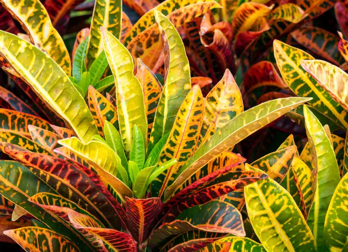 變葉木 (含灑金/相恩/露露)