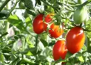 小番茄