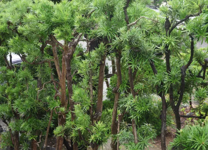 羅漢松