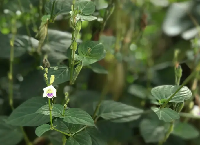 赤道櫻草