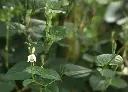 赤道櫻草