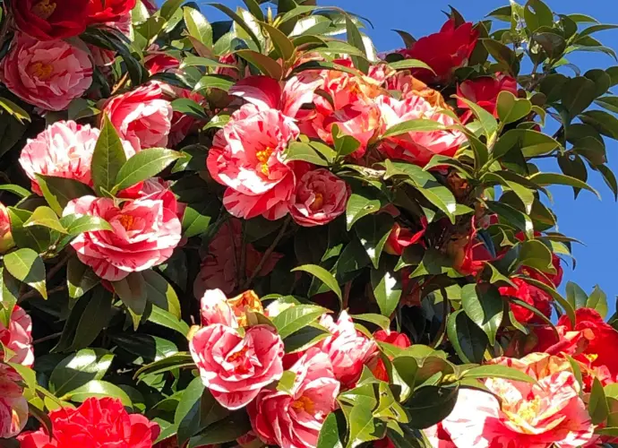 茶花