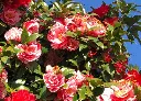 茶花