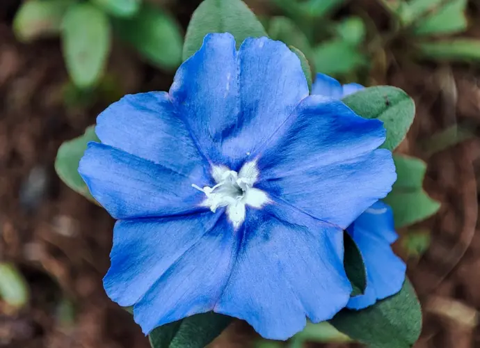藍星花