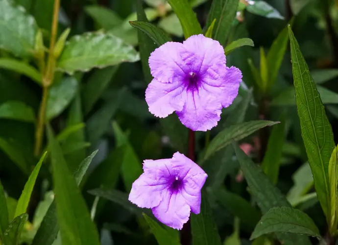 藍花草