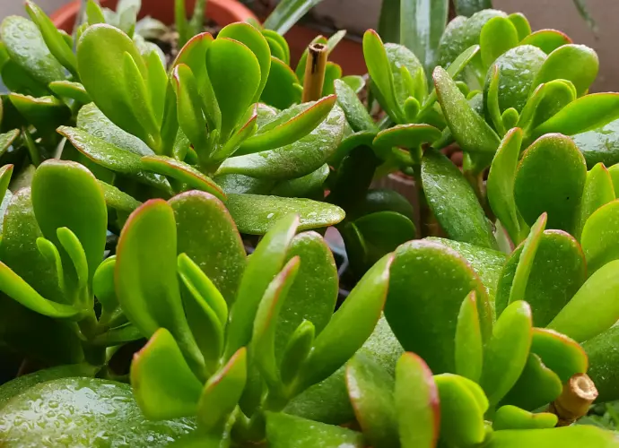 多肉植物