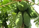 木瓜