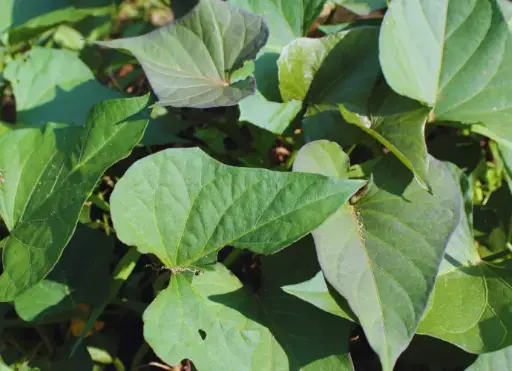 [內部參照測試] 地瓜葉