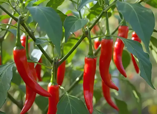 辣椒