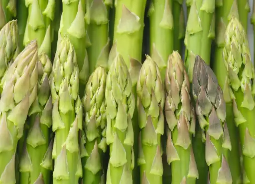 蘆筍