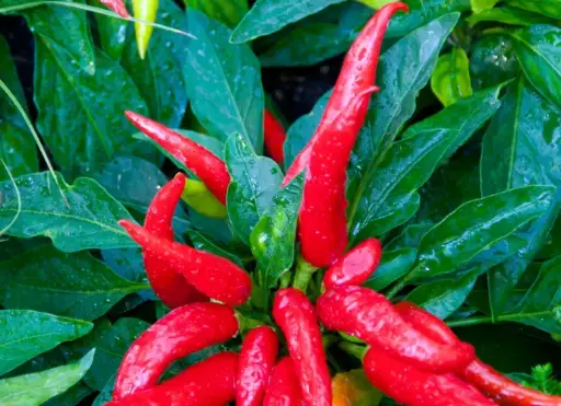 朝天椒