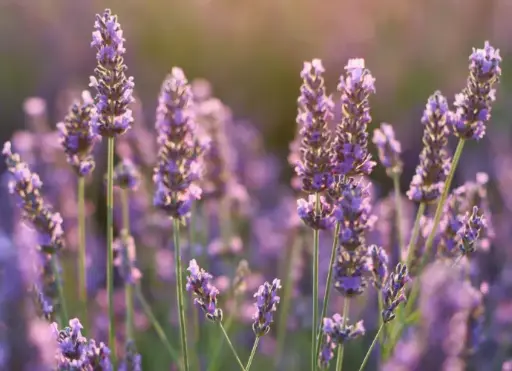 薰衣草