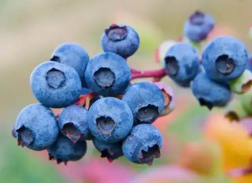 藍莓