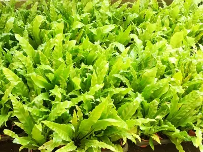 山蘇（Bird's-nest fern）